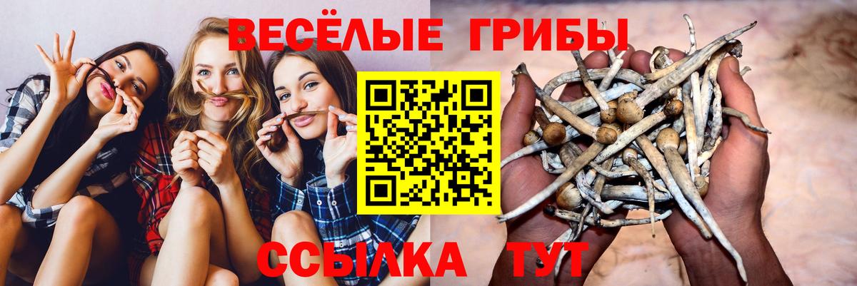 купить наркотик  Вход с VPN  Находка  Псилоцибиновые грибы GOLDEN TEACHER 